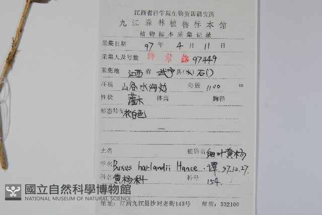 華南黃楊，雀舌黃楊，匙葉黃楊藏品圖，第2張