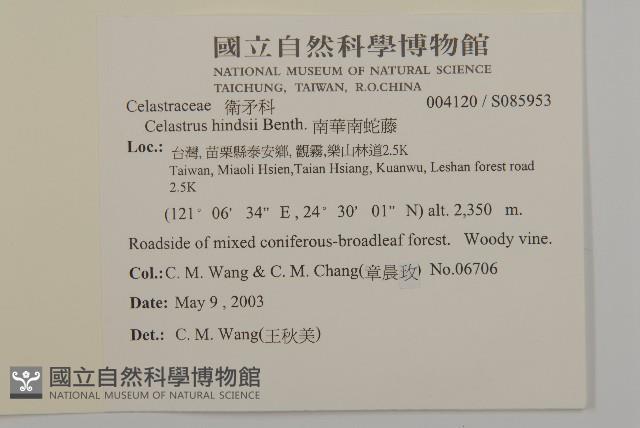 南華南蛇藤，青江藤藏品圖，第2張