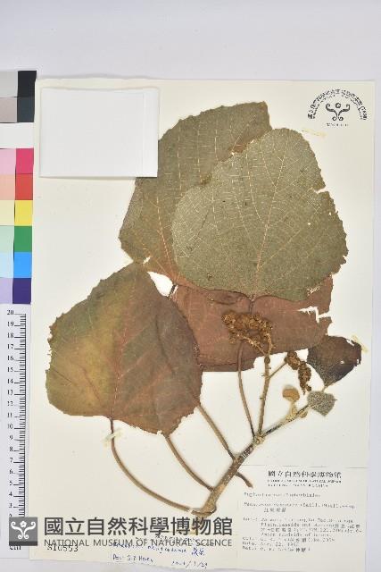 蟲屎藏品圖，第1張