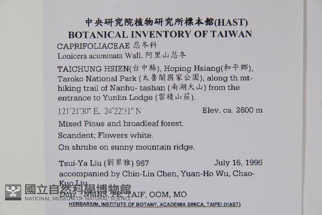 阿里山忍冬、漸尖葉忍冬藏品圖，第2張