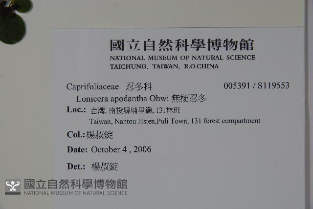 無梗忍冬藏品圖，第2張