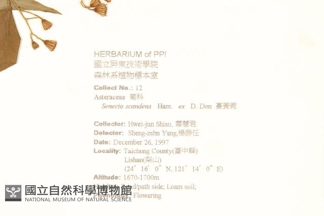 蔓黃菀藏品圖，第2張