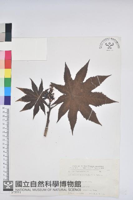 Castor Bean Collection Image