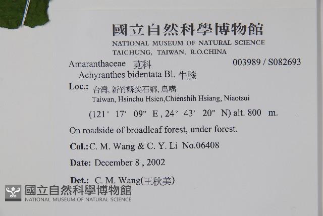 牛膝藏品圖，第2張