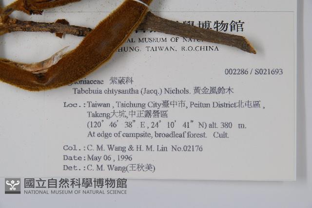 黃金風鈴木藏品圖，第2張