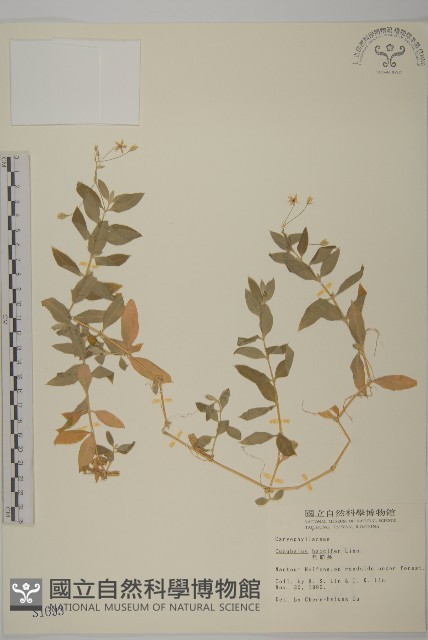 狗筋蔓藏品圖，第1張