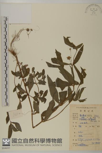 鱧腸藏品圖，第1張