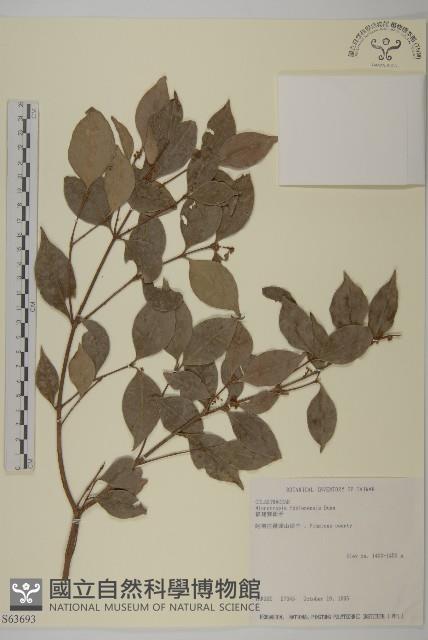 福建賽衛矛、福建假衛矛藏品圖，第1張