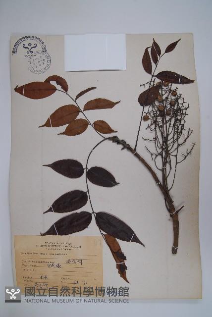 木蠟樹、山漆藏品圖，第1張