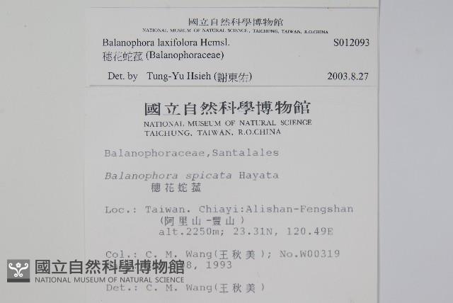 穗花蛇菰藏品圖，第2張