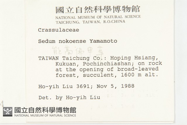 能高佛甲草藏品圖，第2張