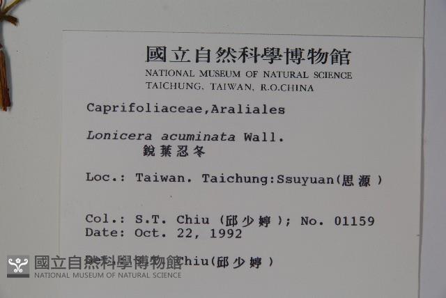 阿里山忍冬、漸尖葉忍冬藏品圖，第2張