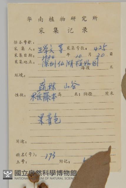 南華南蛇藤，青江藤藏品圖，第2張