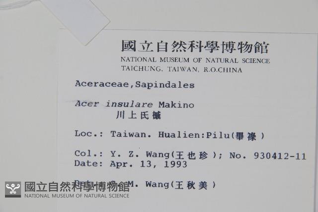 大屯尖葉槭, 川上氏槭藏品圖，第2張