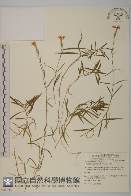 玉山石竹藏品圖，第1張