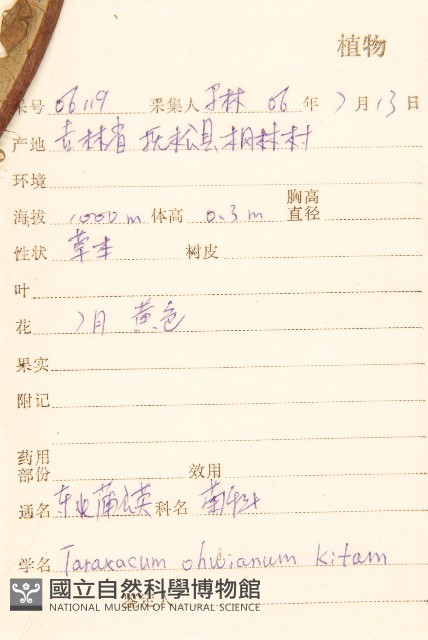 東北蒲公英藏品圖，第2張