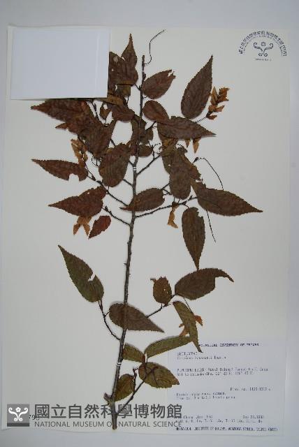 阿里山千金榆藏品圖，第1張