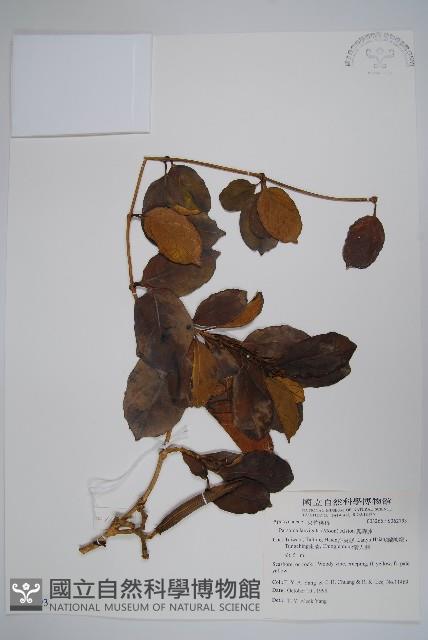 爬森藤藏品圖，第1張