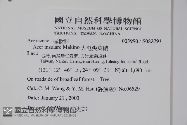 大屯尖葉槭, 川上氏槭藏品圖，第2張