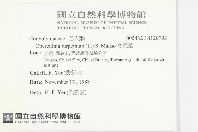 盒果藤藏品圖，第2張