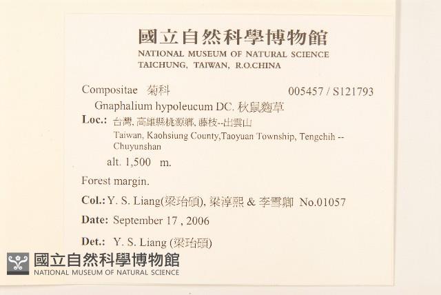 秋鼠麴草藏品圖，第2張