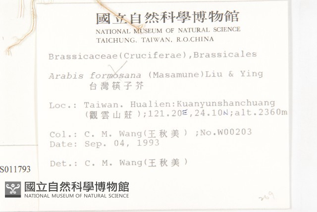 玉山筷子芥藏品圖，第2張