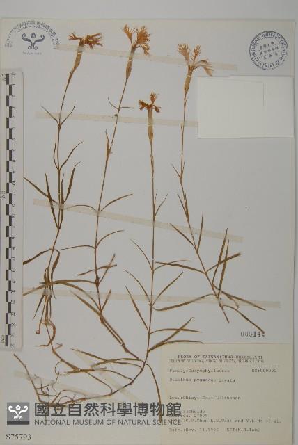 玉山石竹藏品圖，第1張