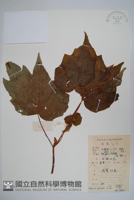 裂葉秋海棠藏品圖，第1張