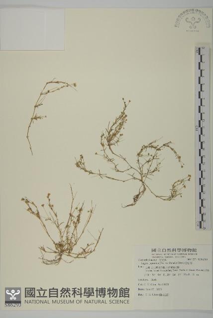 瓜槌草、漆姑草藏品圖，第1張