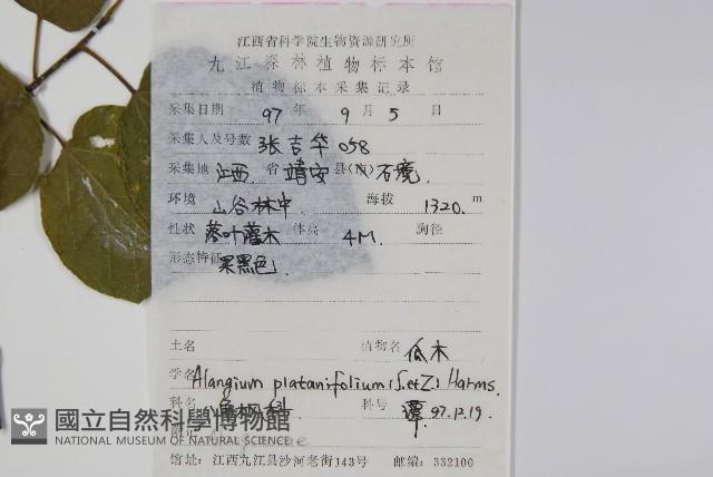 八角楓、瓜木藏品圖，第2張