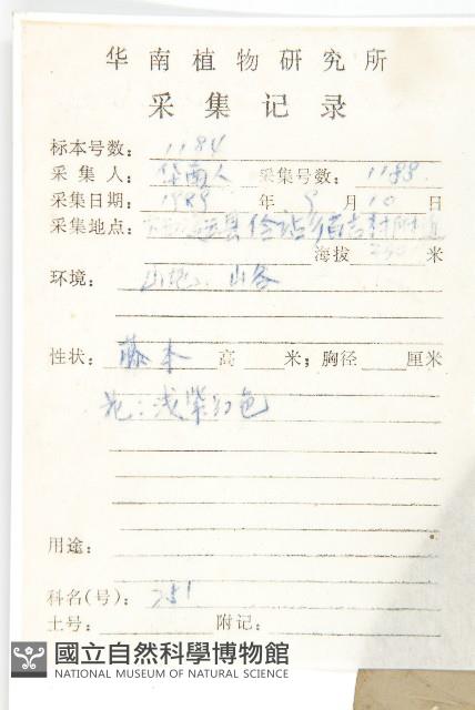 東京銀背藤藏品圖，第2張