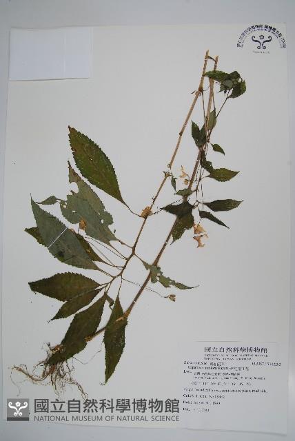 紫花鳳仙花藏品圖，第1張