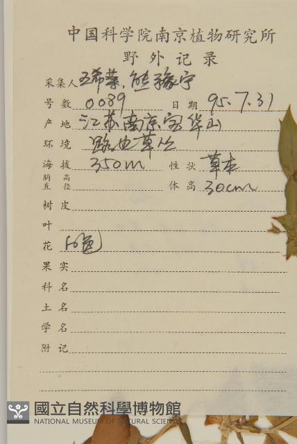 繁縷藏品圖，第2張