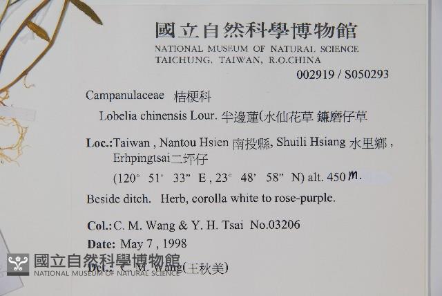 半邊蓮、鐮磨仔草藏品圖，第2張