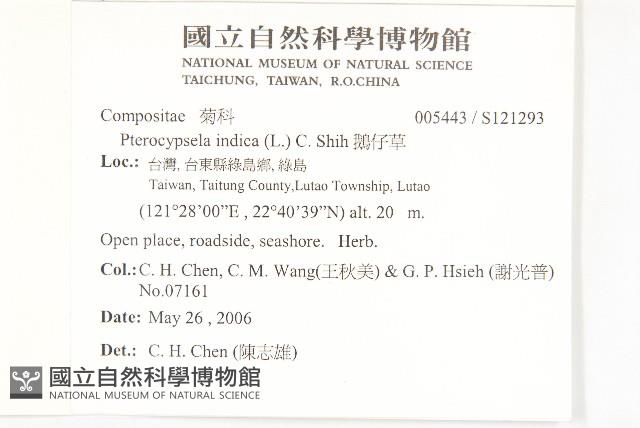 鵝仔草藏品圖，第2張