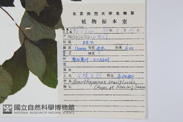 短梗五加藏品圖，第2張