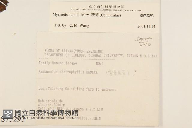 矮菊藏品圖，第2張