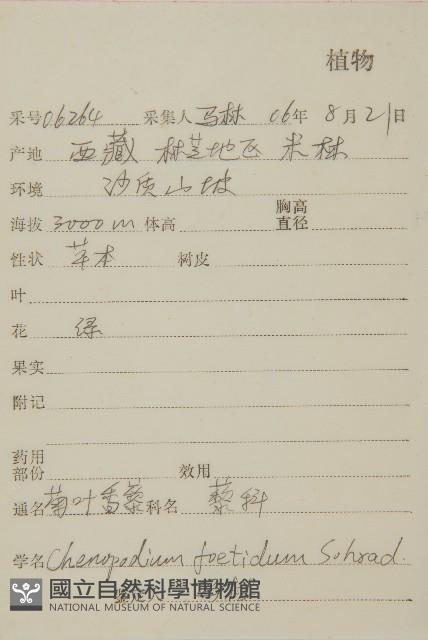 菊葉香藜藏品圖，第2張