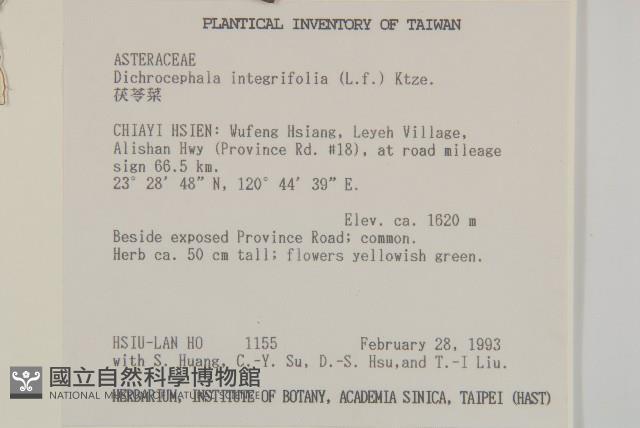 茯苓菜藏品圖，第2張