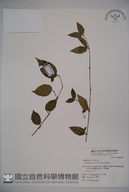 呂宋莢迷藏品圖，第1張