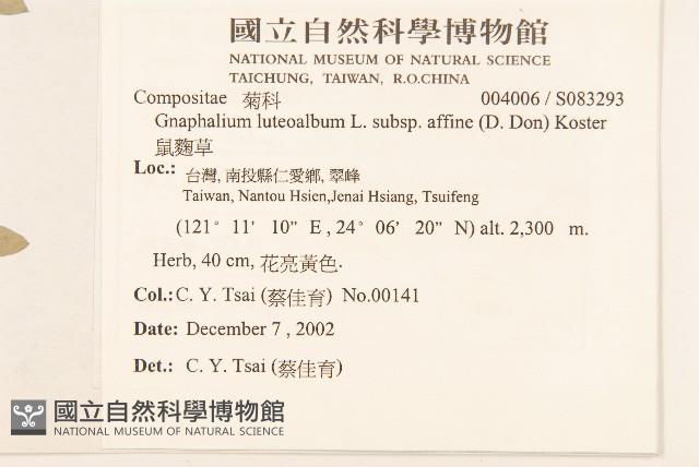 鼠麴草藏品圖，第2張