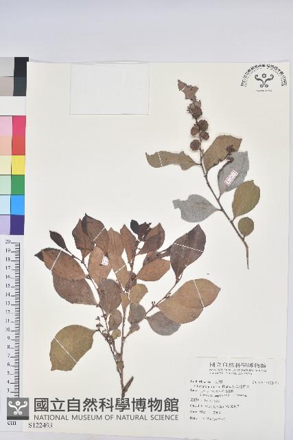 細葉饅頭果藏品圖，第1張