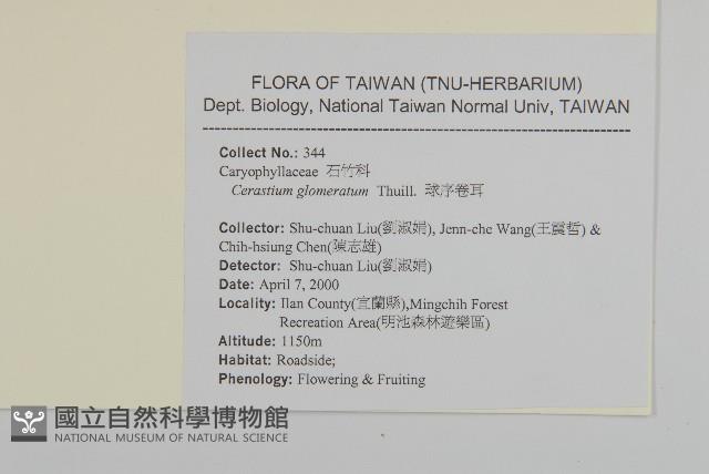 球序卷耳藏品圖，第2張