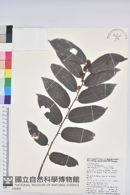 披針葉饅頭果藏品圖，第1張