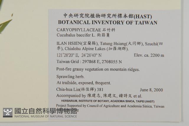 狗筋蔓藏品圖，第2張