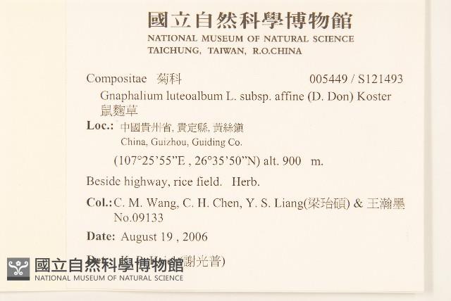 鼠麴草藏品圖，第2張