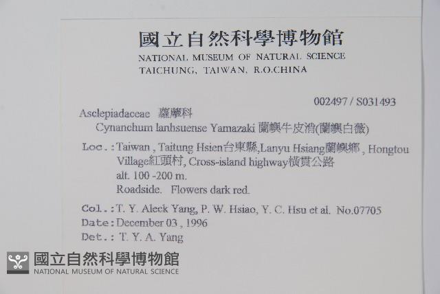 蘭嶼牛皮消、蘭嶼白薇藏品圖，第2張