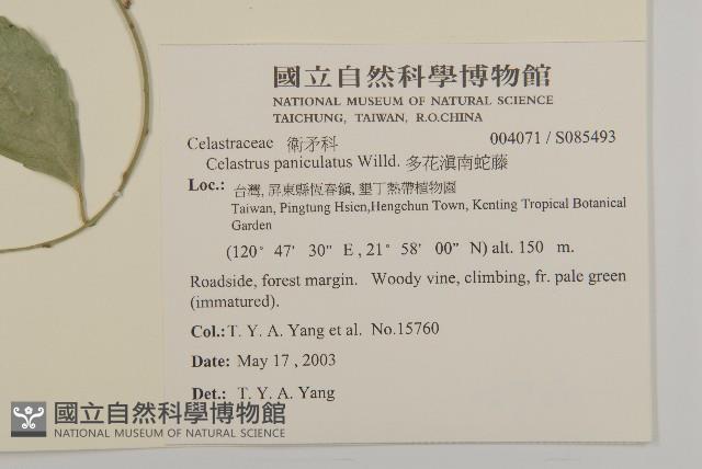 多花滇南蛇藤藏品圖，第2張