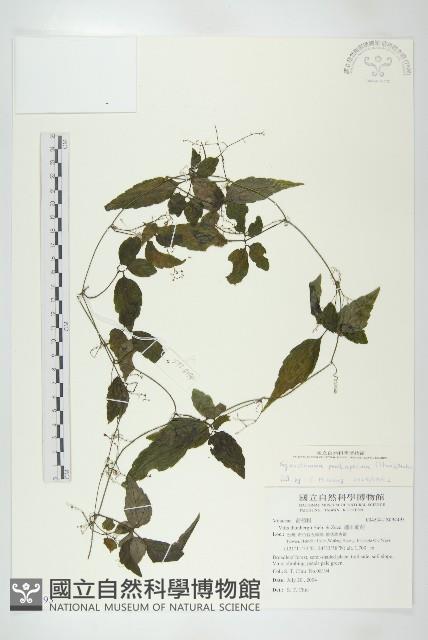 絞股藍藏品圖，第1張