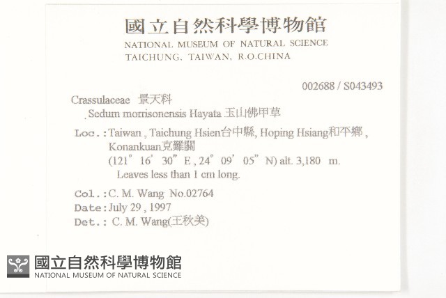 玉山佛甲草藏品圖，第2張